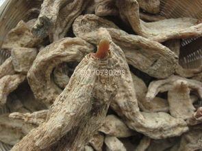 如何識(shí)別野生天麻