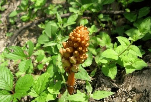 價(jià)格暴跌 去年上百噸不愁賣,今年又是幾十噸堆成山?jīng)]人收,問(wèn)題出在哪里