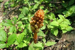 芒種將至,搶抓時(shí)節(jié)種天麻