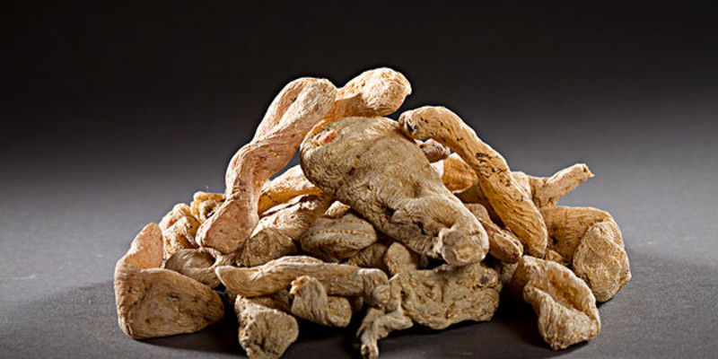 天麻栽培管理技術(shù) - 農(nóng)業(yè)種植網(wǎng)