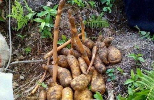 曾被奉為 神草 ,如今價(jià)格跌破100元,仍舊有人種植,你認(rèn)識嗎