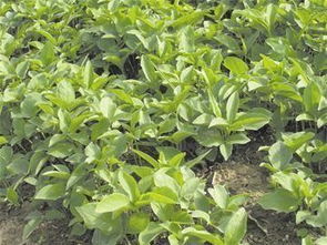 中國(guó)十個(gè)致富帶頭人的傳奇故事