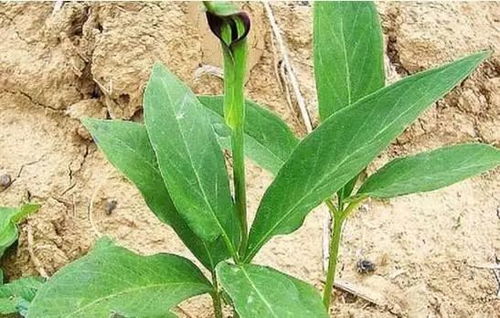 一年就可以賣錢的藥材,種植周期短風(fēng)險(xiǎn)小回報(bào)高平均畝收入1萬元,你知道有哪幾種