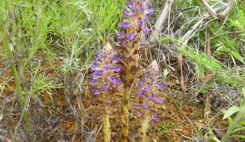 這植物,開花不長葉,神似天麻,價值比天麻大,遇見是你福氣 網易訂閱