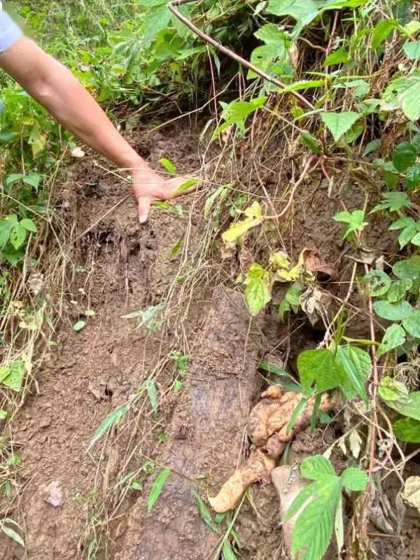 鎮巴中藥材 茶葉有望領 證 啦