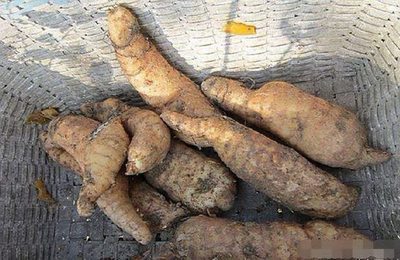 農民挖天麻意外得寶，野生靈芝價值連城